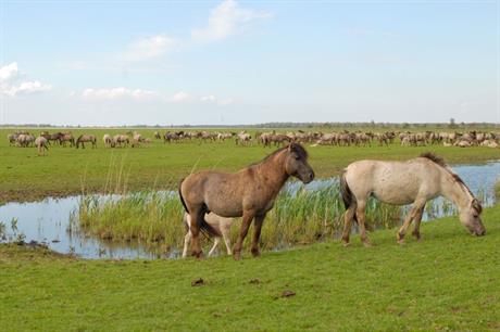 Konikpaarden in de Oostvaardersplassen